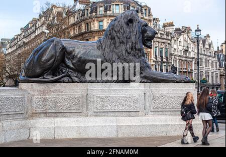 Eine der vier Löwenstatuen am Trafalgar Square, die die Nelson-Säule am Trafalgar Square, London, England, bewacht. Stockfoto