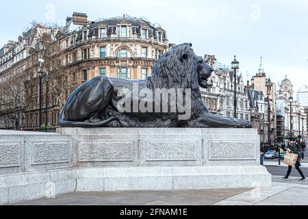 Eine der vier Löwenstatuen am Trafalgar Square, die die Nelson-Säule am Trafalgar Square, London, England, bewacht. Stockfoto