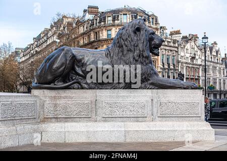 Eine der vier Löwenstatuen am Trafalgar Square, die die Nelson-Säule am Trafalgar Square, London, England, bewacht. Stockfoto