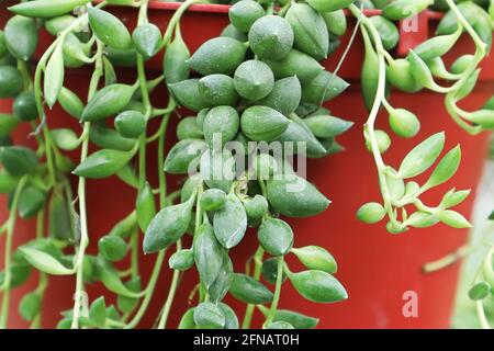 Makro der Blätter auf einer Schnur von Bohnen Sukulent Stockfoto
