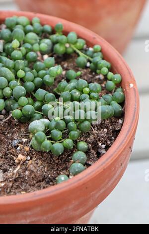 Nahaufnahme einer Perlenschnur-Pflanze in Terrakotta Topf Stockfoto