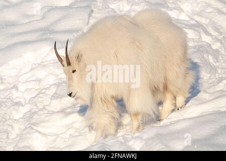 Eine flauschige Bergziege, die bei Tageslicht mit Hörnern, reinem weißen Fell und Fell zu sehen ist. Schneebedeckter, schneebedeckter Hintergrund und Landschaft in freier Wildbahn. Stockfoto