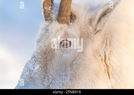 Nahaufnahme eines weißen, arktischen Bergziegengesichtes in natürlicher, wilder Umgebung. Orangefarbene Augen, Hörner mit Schnee im Gesicht. Stockfoto