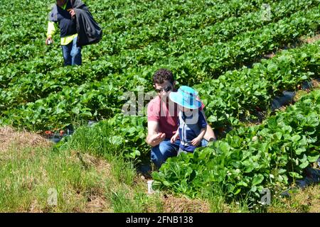 Ein Vater pflückt zusammen mit seinem Sohn Erdbeeren auf einem Selbstpflückfeld außerhalb von Raleigh, North Carolina. Stockfoto