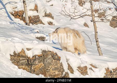 Allein, isolierte Bergziege, die im Winter entlang eines schneebedeckten Felsrückens mit Schnee und natürlicher Umgebung geht. Stockfoto