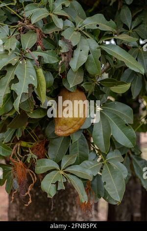 Brasilianischer Vorrat Baum der Art Pachira aquatica Stockfoto