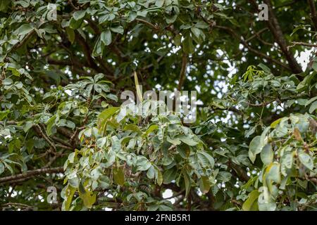 Brasilianischer Vorrat Baum der Art Pachira aquatica Stockfoto