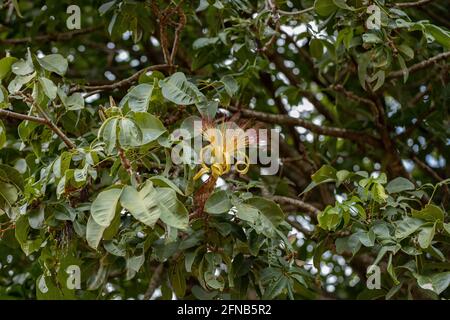 Brasilianischer Vorrat Baum der Art Pachira aquatica Stockfoto