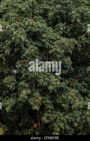 Brasilianischer Vorrat Baum der Art Pachira aquatica Stockfoto