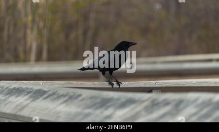 Eine schwarze Krähe auf der Holzgeländer, die die Promenade am Lois Hole Centennial Provincial Park in AT säumen. Albert, Alberta. Stockfoto