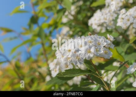Blumen und Blätter des Weißdornbaums im Freien bei Sonnenschein Tag Stockfoto