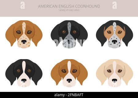 American englisn coonhound alle Farben Clipart. Verschiedene Fellfarben eingestellt. Vektorgrafik Stock Vektor