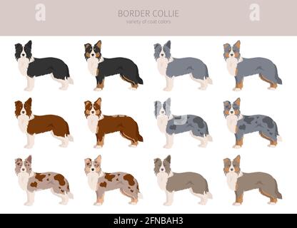 Cliparts für Collie-Border. Verschiedene Posen, Fellfarben eingestellt. Vektorgrafik Stock Vektor