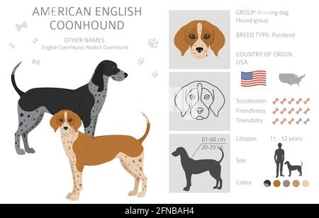 American englisn coonhound alle Farben Clipart. Verschiedene Fellfarben eingestellt. Vektorgrafik Stock Vektor