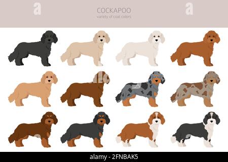 Cockapoo Mischung Rasse Cliparts. Verschiedene Posen, Fellfarben eingestellt. Vektorgrafik Stock Vektor