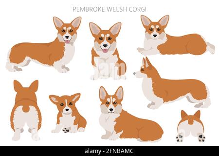 Walisischer Corgi pembroke Cliparts. Verschiedene Posen, Fellfarben eingestellt. Vektorgrafik Stock Vektor
