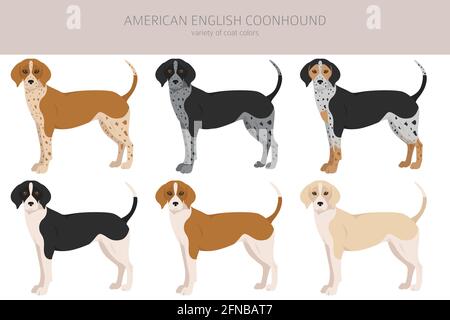 American englisn coonhound alle Farben Clipart. Verschiedene Fellfarben eingestellt. Vektorgrafik Stock Vektor