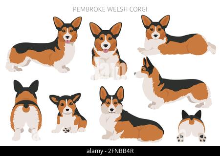 Walisischer Corgi pembroke Cliparts. Verschiedene Posen, Fellfarben eingestellt. Vektorgrafik Stock Vektor