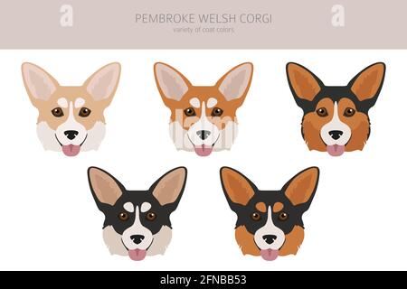 Walisischer Corgi pembroke Cliparts. Verschiedene Posen, Fellfarben eingestellt. Vektorgrafik Stock Vektor