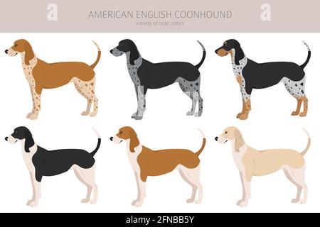 American englisn coonhound alle Farben Clipart. Verschiedene Fellfarben eingestellt. Vektorgrafik Stock Vektor