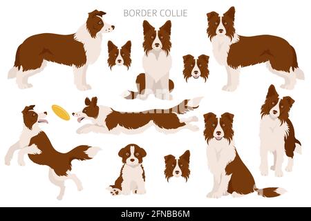 Cliparts für Collie-Border. Verschiedene Posen, Fellfarben eingestellt. Vektorgrafik Stock Vektor