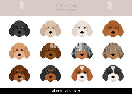 Cockapoo Mischung Rasse Cliparts. Verschiedene Posen, Fellfarben eingestellt. Vektorgrafik Stock Vektor