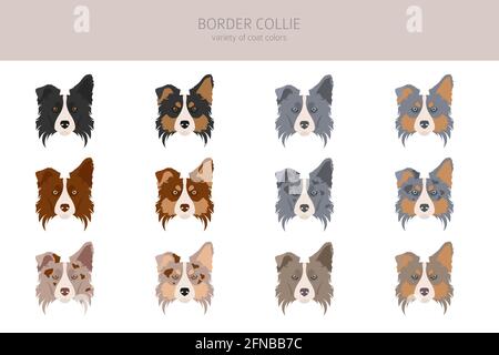 Cliparts für Collie-Border. Verschiedene Posen, Fellfarben eingestellt. Vektorgrafik Stock Vektor