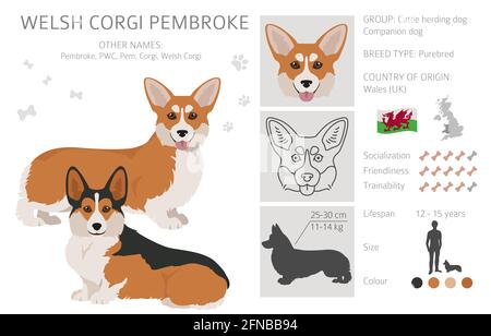 Walisischer Corgi pembroke Cliparts. Verschiedene Posen, Fellfarben eingestellt. Vektorgrafik Stock Vektor