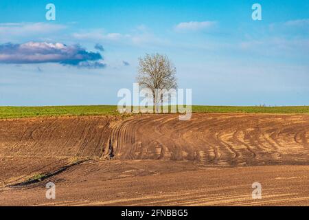 Einsamer Baum, der auf einem gepflügten Feld und einer grünen Wiese wächst Mit klarem blauen Himmel im Frühling Stockfoto