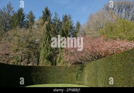 Ornamentaler Frühlingsgarten mit einem rosa blühenden Kirschbaum über einer Eibe Hedge und einem hellen blauen Himmel Hintergrund bei Rosemoor in Rural Devon, Englan Stockfoto