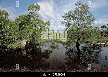 Ajuput Baum, Papierrinde Baum, Swamp Teebaum Wald Stockfoto