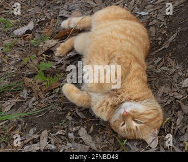 Porträt einer lustigen orangefarbenen Katze, die im Garten auf dem Rücken sitzt. Stockfoto