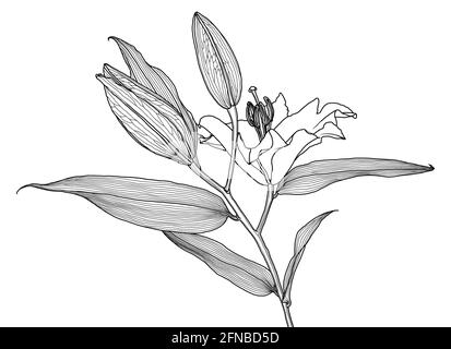 Realistische lineare Zeichnung von Lilie Blume mit Blättern und Knospen, schwarze Grafiken auf weißem Hintergrund, moderne digitale Kunst. Element für Design. Stock Vektor