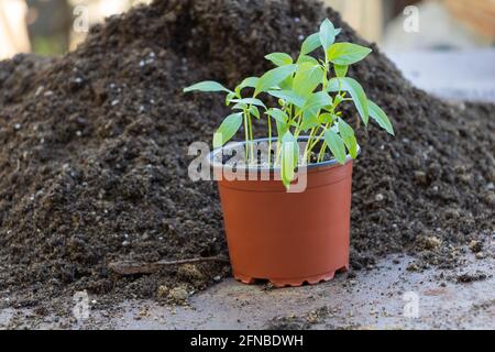 Ein paar Pfefferkernlinge in einem einzigen Topf - die ersten Blätter - bereit zum Umtopfen. Konzept des Anbaus von Pfeffer aus Samen. Stockfoto