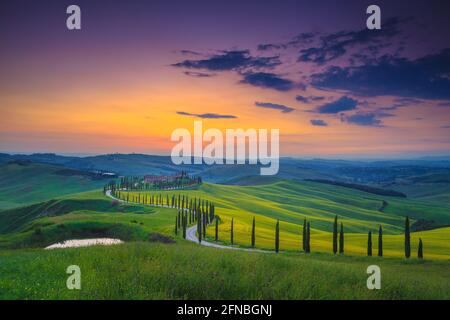 Fantastische Sommer bunte Sonnenuntergangslandschaft in der Toskana. Wunderbare blühende Getreidefelder und kurvenreiche Landstraße mit Zypressen bei Sonnenuntergang, Asciano, Toskana Stockfoto