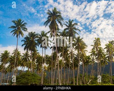 Palmen im Regenwald Indonesiens, Kaimana, Bird's Head Peninsula, West Papua, Indonesien Stockfoto