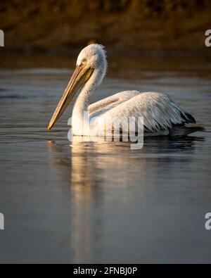 dalmatinischer Pelikan oder pelecanus crispus Portrait mit Spiegelung im Wasser Am keoladeo Nationalpark bharatpur Vogelschutzgebiet rajasthan indien Stockfoto