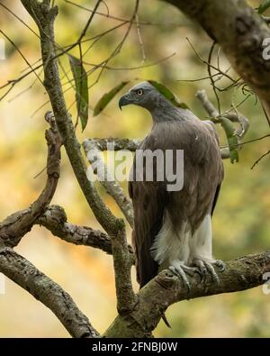 Kleiner Fischadler oder Haliaeetus humilis Porträt in natürlichen thront Grüner Hintergrund in der dhikala Zone des jim corbett Nationalparks Oder Tiger Reserve utt Stockfoto