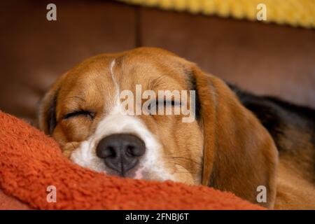 Ein einzelner dreifarbiger Beagle in einem häuslichen Innenbereich. Stockfoto