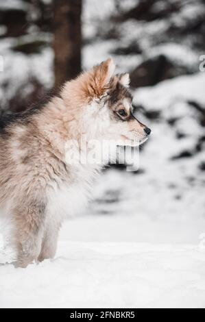 Porträt eines jungen finnischen Lapphundhundes im Winter Saison Stockfoto