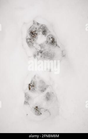 Nahaufnahme der Pfotenabdrücke eines Hundes im Schnee Wintersaison Stockfoto