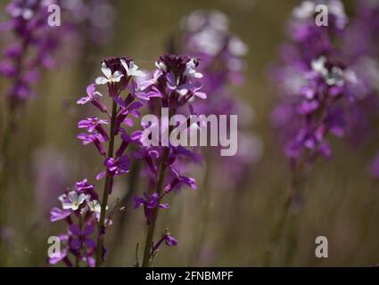 Flora von Gran Canaria - Fliederblüten der Kreuzblütenpflanze Erysimum albescens, endemisch auf der Insel natürlichen Makro-floralen Hintergrund Stockfoto