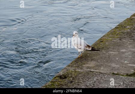 Eine weiße Taube mit einem schwarzen Schwanz sitzt am Ufer des Flusses. Wildtauben, auch Stadttauben oder Straßentauben genannt. Stockfoto