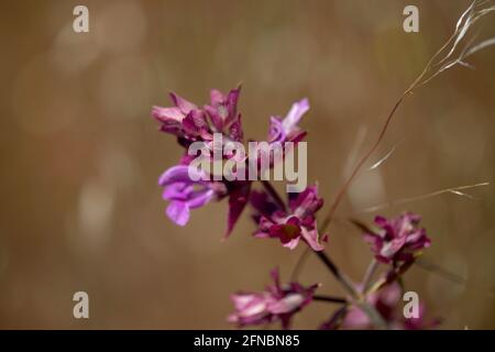 Flora von Gran Canaria - blühender Salvia canariensis, Kanarische Salbei mit natürlichem Makro-floralem Hintergrund Stockfoto