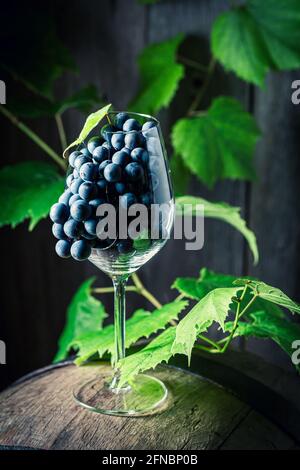 Dunkle Traube in einem zerbrochenen Glas Wein. Konzept für die Weinindustrie. Stockfoto