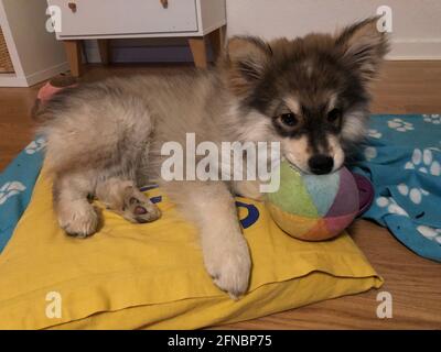 Porträt eines finnischen Lapphundhundes, der auf einem Hund liegt Kissen mit Ball im Mund Stockfoto