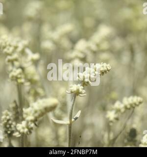 Flora von Gran Canaria - Sideritis dasygnaphala, weißer Bergtee von Gran Canaria, endemischer, natürlicher makrofloraler Hintergrund Stockfoto
