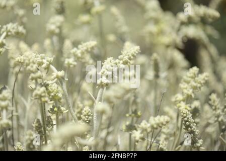 Flora von Gran Canaria - Sideritis dasygnaphala, weißer Bergtee von Gran Canaria, endemischer, natürlicher makrofloraler Hintergrund Stockfoto