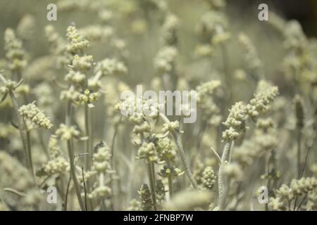 Flora von Gran Canaria - Sideritis dasygnaphala, weißer Bergtee von Gran Canaria, endemischer, natürlicher makrofloraler Hintergrund Stockfoto