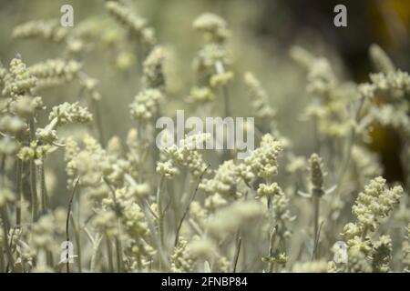Flora von Gran Canaria - Sideritis dasygnaphala, weißer Bergtee von Gran Canaria, endemischer, natürlicher makrofloraler Hintergrund Stockfoto